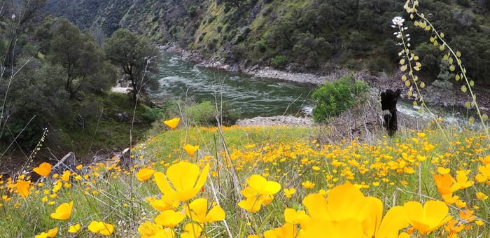 Spring wild flowers on the Tuolumne River